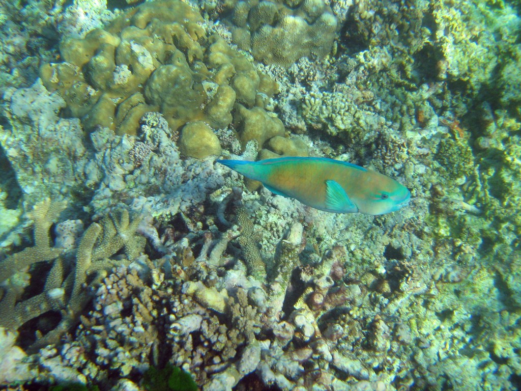 Reef & Marine Life